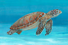 Sea Turtle Painting - Friday 5th July 10.30-12.30